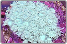 Mint Green Flower Pot Coral